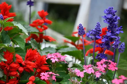 ＯＩＳＯの花